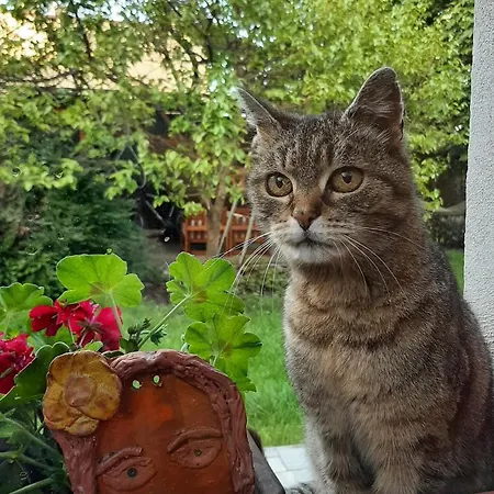 Appartement Sauna Dom